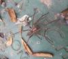 Eratigena sp.